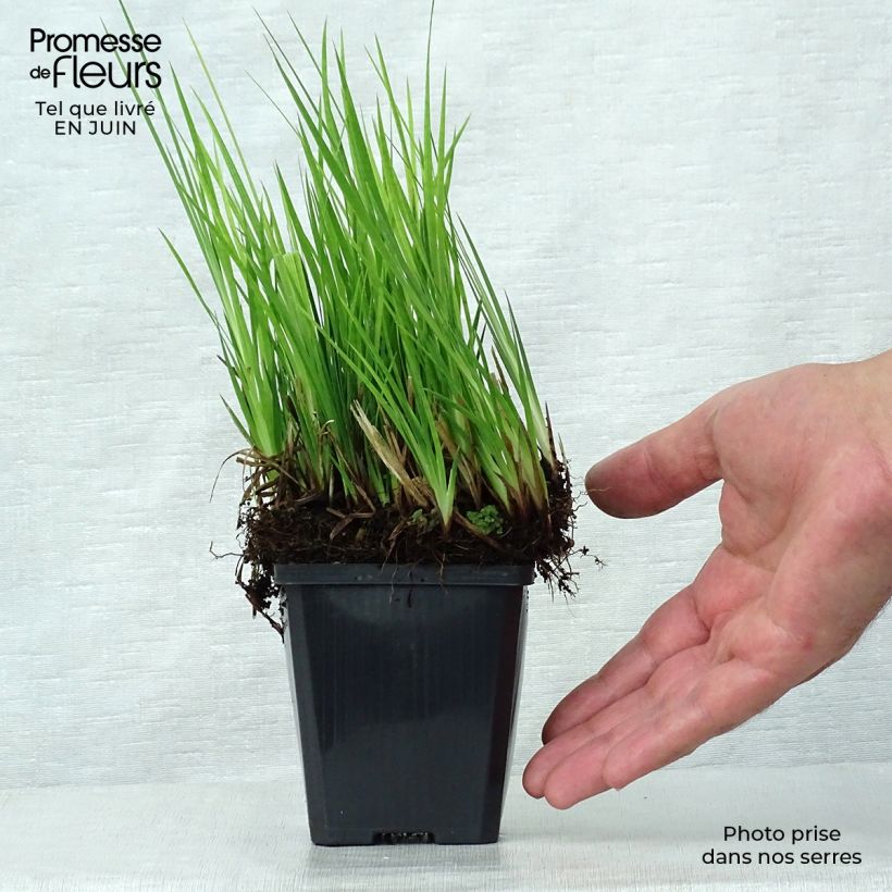 Amostra de Juncus ensifolius Vaso de 8/9 cm tal como entregue no verão