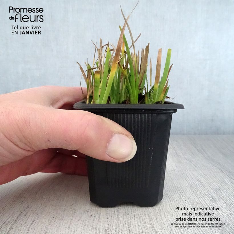 Amostra de Juncus ensifolius Vaso de 8/9 cm tal como entregue no inverno