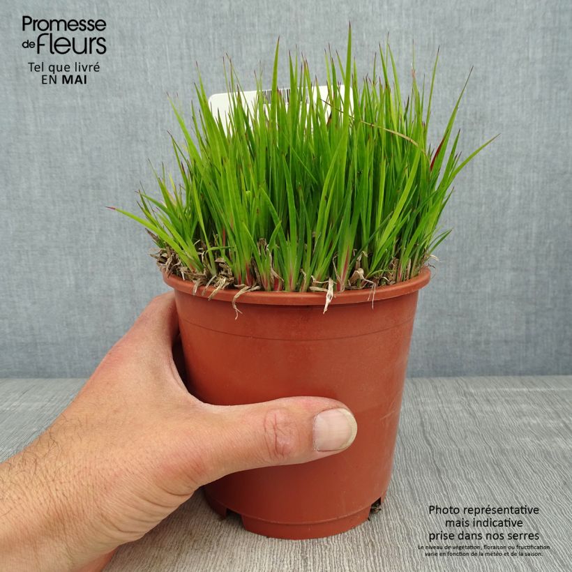 Amostra de Juncus ensifolius Vaso de 1 L/1,5 L tal como entregue na primavera