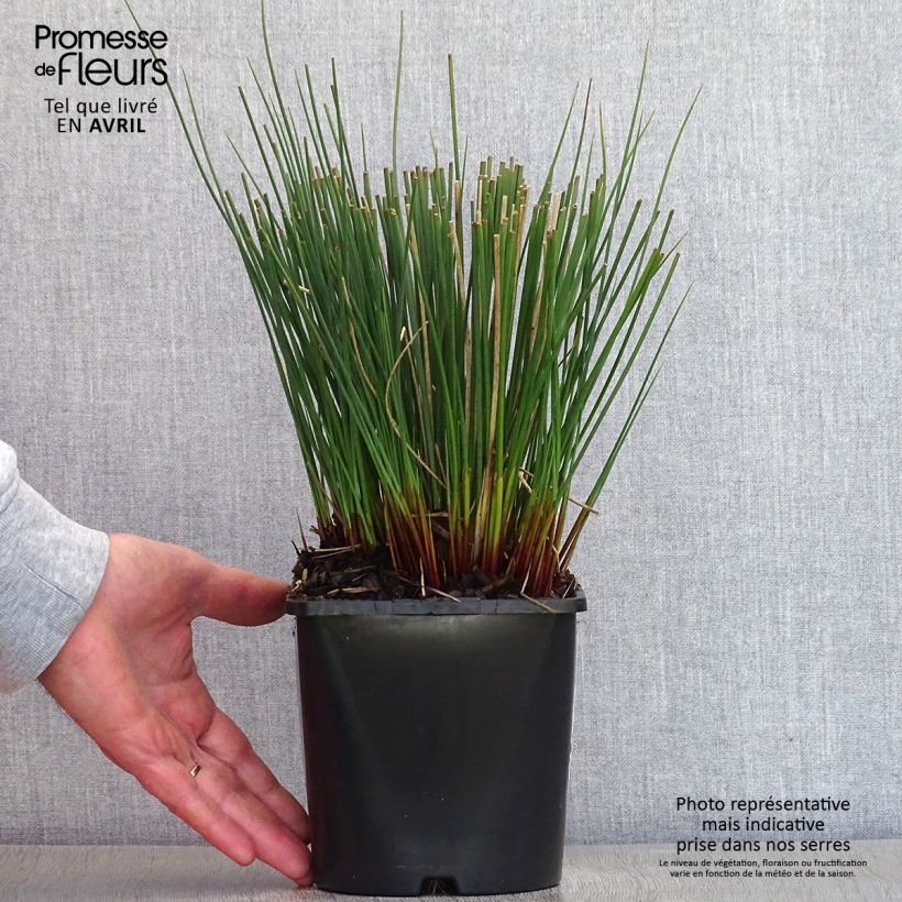 Amostra de Juncus inflexus Blue Arrows Vaso de 2 L/3 L tal como entregue na primavera