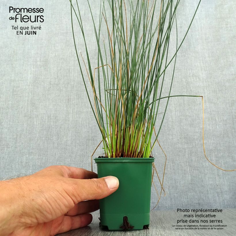 Amostra de Juncus inflexus Blue Dart Vaso de 8/9 cm tal como entregue no verão