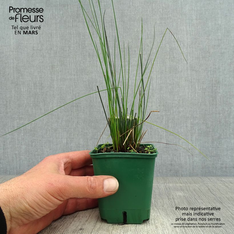 Amostra de Juncus inflexus Blue Dart Vaso de 8/9 cm tal como entregue na primavera