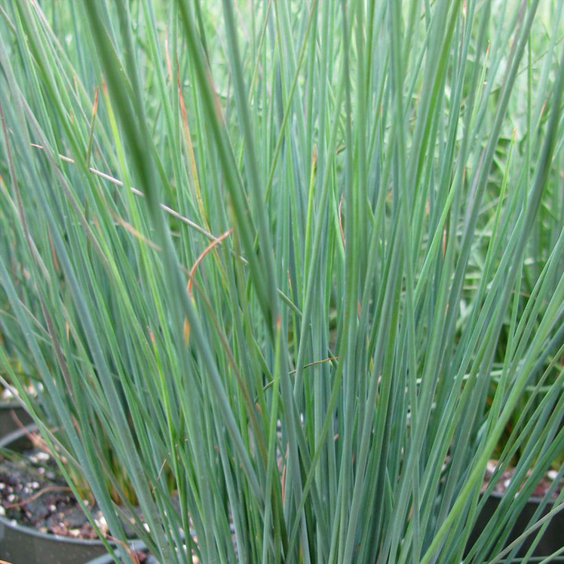 Juncus inflexus Blue Dart (Folhagem)