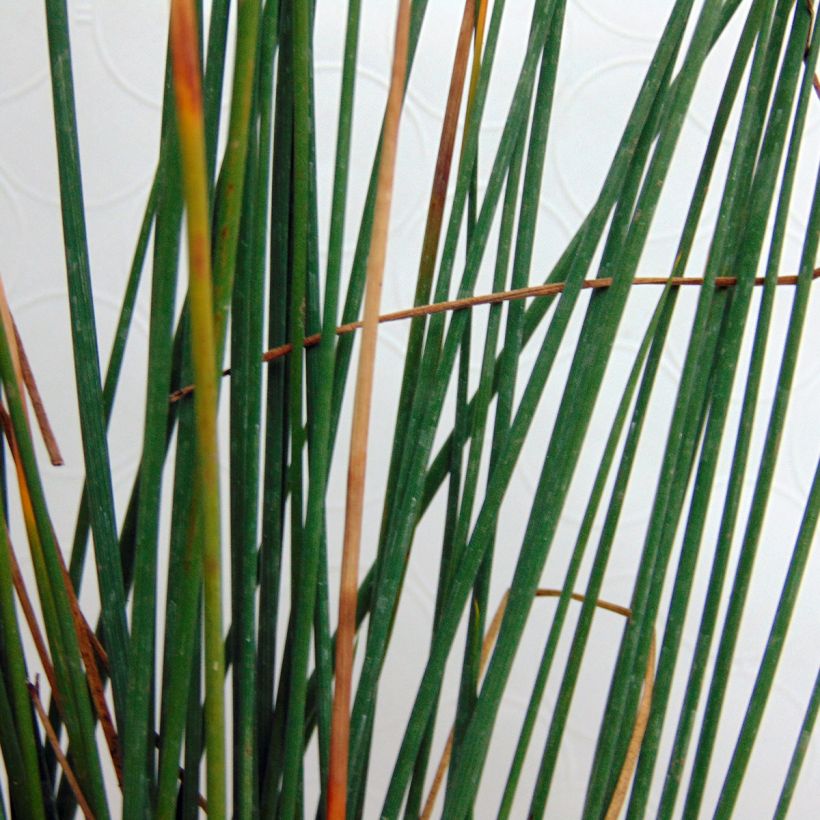 Juncus inflexus (Folhagem)