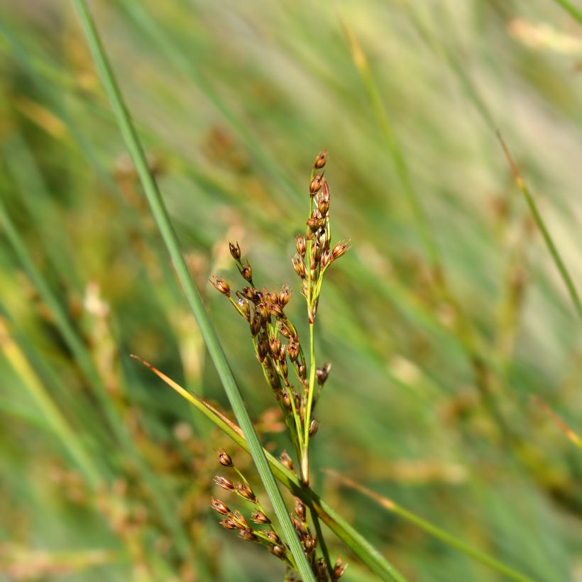 Juncus inflexus (Floração)