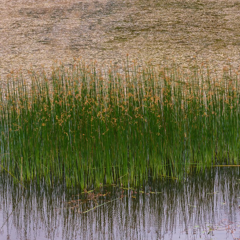 Juncus inflexus (Hábito)
