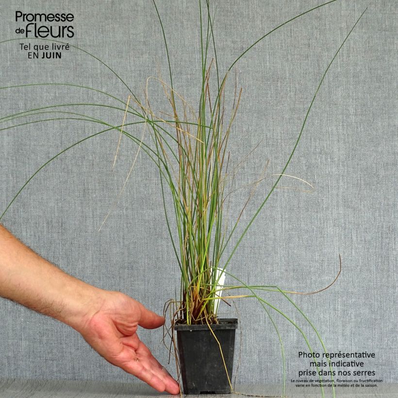 Amostra de Juncus inflexus Vaso de 8/9 cm tal como entregue no verão
