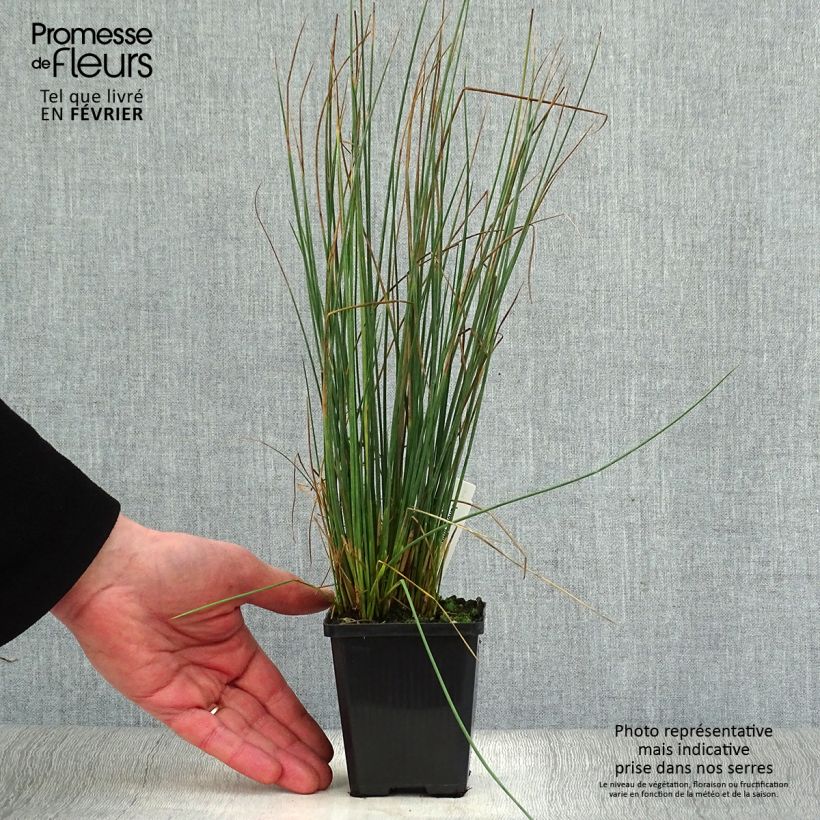 Amostra de Juncus inflexus - Jonc des jardiniers Vaso de 8/9 cm tal como entregue no inverno