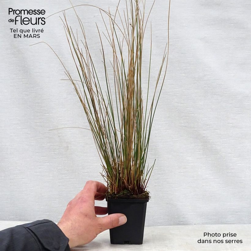 Amostra de Juncus inflexus Vaso de 8/9 cm tal como entregue na primavera