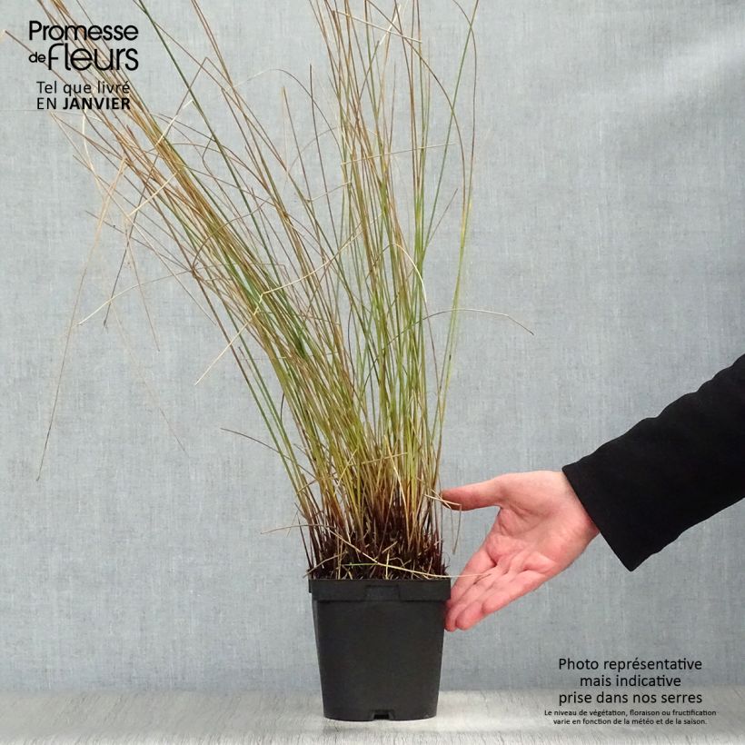 Amostra de Juncus inflexus - Jonc des jardiniers Vaso de 2 L/3 L tal como entregue no inverno