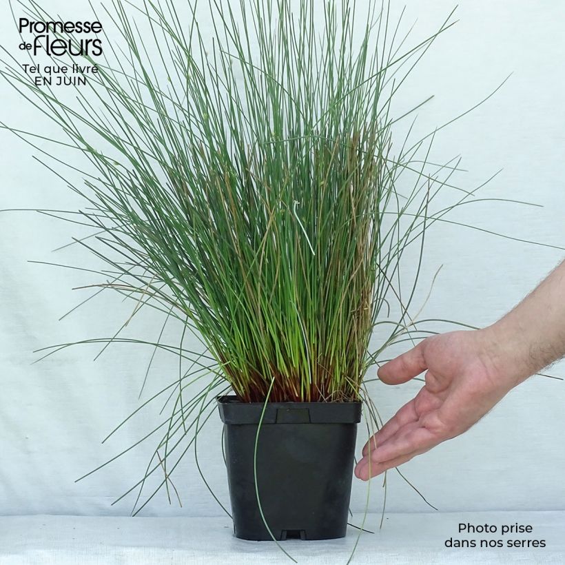Amostra de Juncus inflexus Vaso de 2 L/3 L tal como entregue no verão