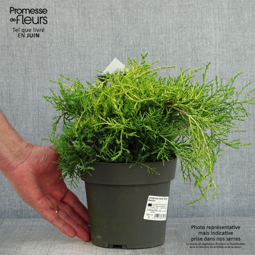 Amostra de Juniperus pfitzeriana Golden Saucer Vaso de 2 L/3 L tal como entregue na primavera