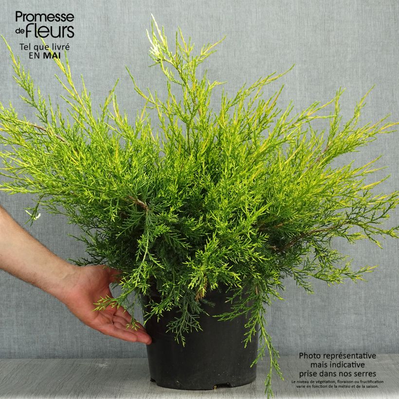 Amostra de Juniperus chinensis Kuriwao Gold - Genévrier hybride  Vaso de 7,5 L/10 L tal como entregue na primavera