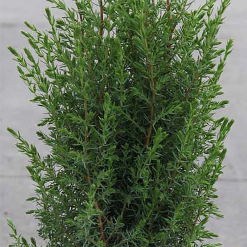 Juniperus communis Arnold (Folhagem)