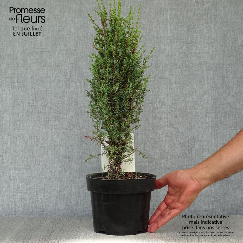Amostra de Juniperus communis Arnold Vaso de 2 L/3 L tal como entregue no verão