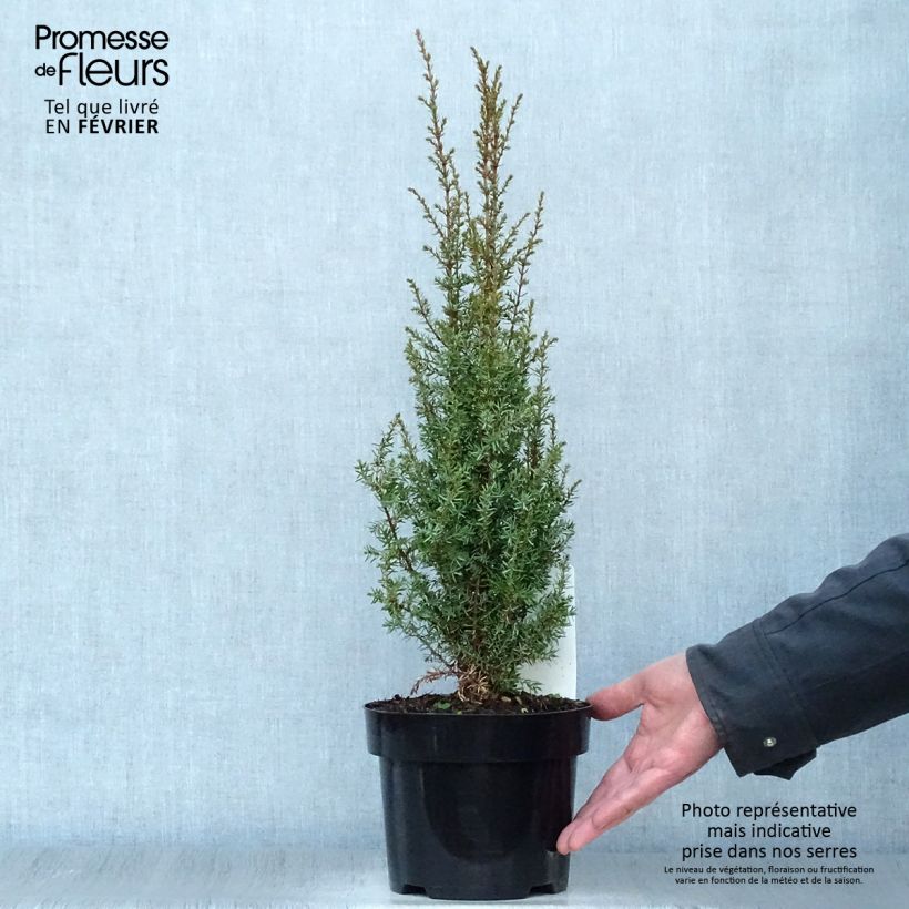 Amostra de Juniperus communis Arnold - Genévrier commun Vaso de 2 L/3 L tal como entregue no inverno