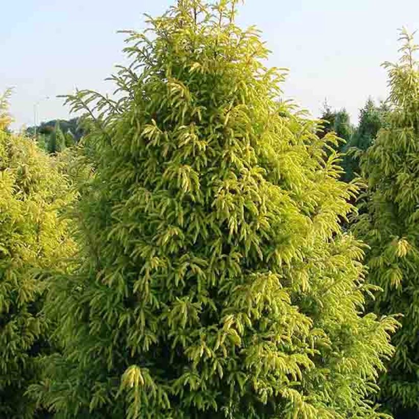 Juniperus communis Gold Cone (Hábito)