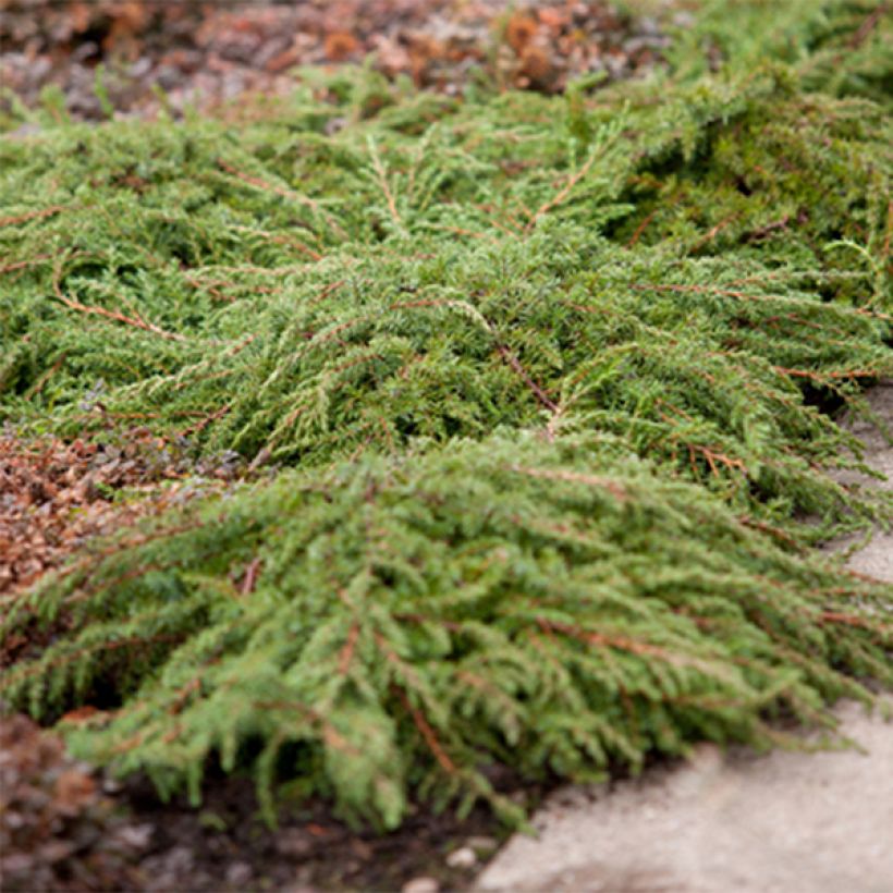 Juniperus communis Green Carpet (Hábito)
