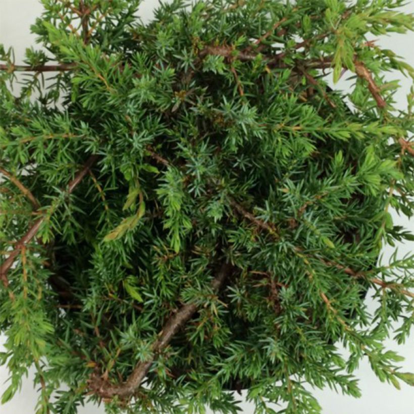 Juniperus communis Hornibrookii (Folhagem)