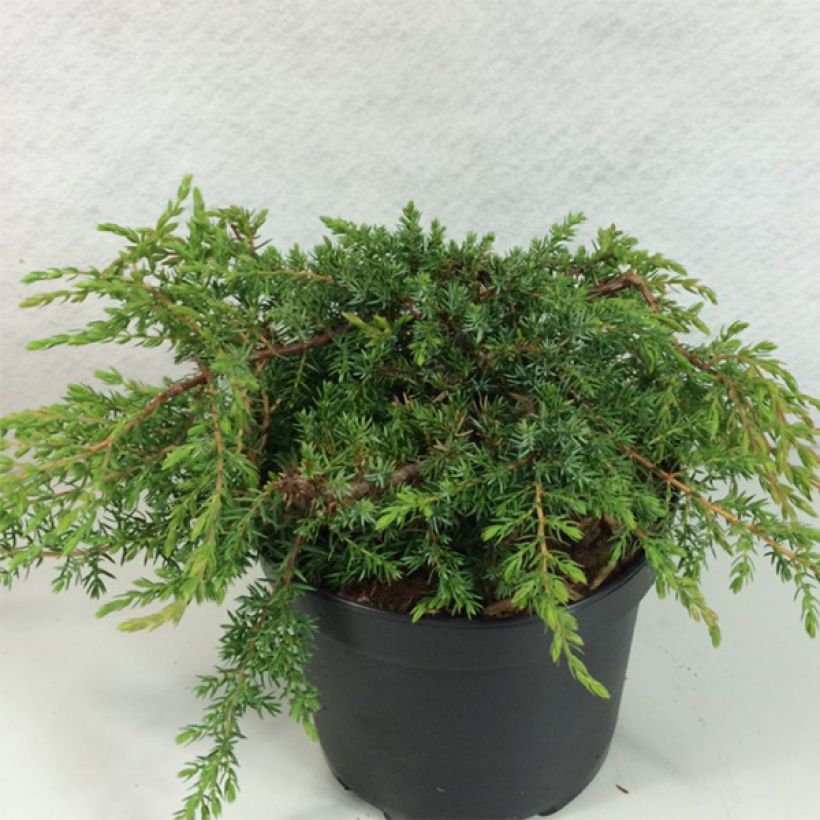 Juniperus communis Hornibrookii (Hábito)