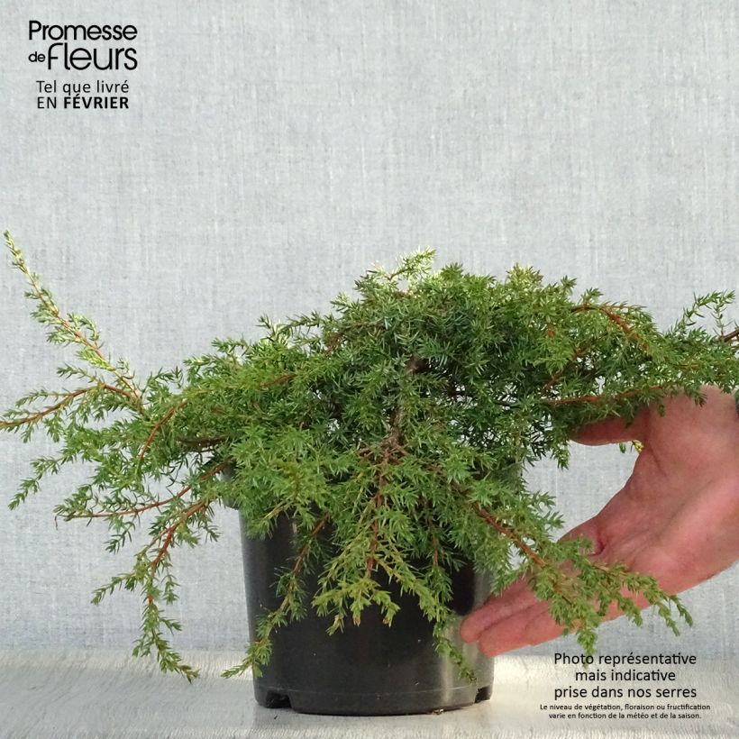 Amostra de Juniperus communis Hornibrookii - Genévrier commun                Vaso de 2 L/3 L tal como entregue no inverno