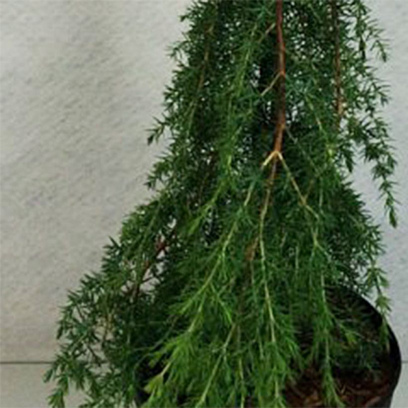 Juniperus communis Horstmann (Folhagem)