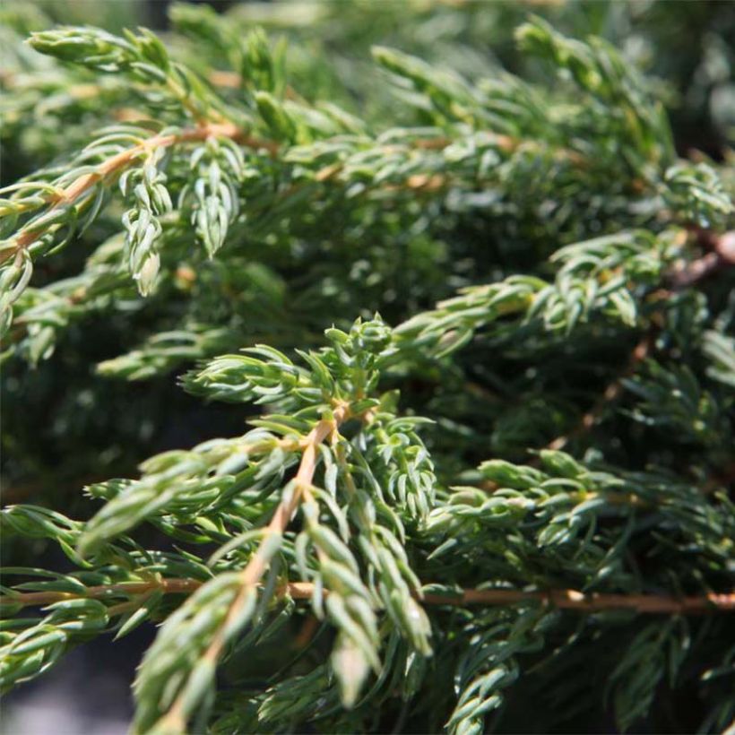 Juniperus communis Repanda (Folhagem)