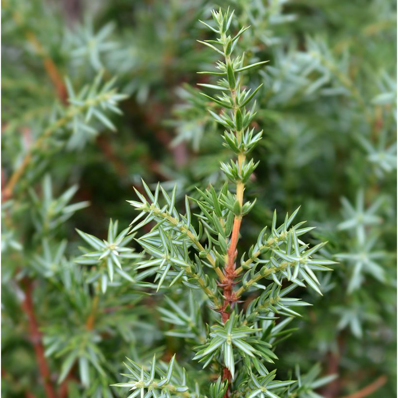 Juniperus communis Suecica (Folhagem)