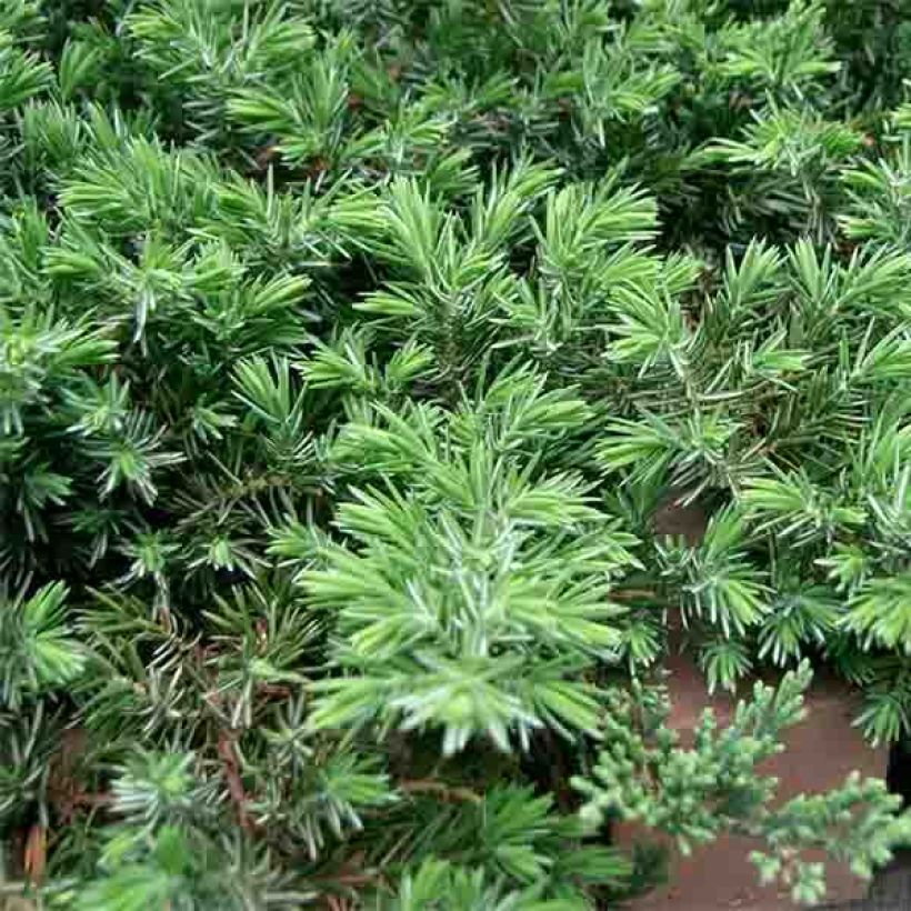 Juniperus conferta Blue Pacific (Folhagem)