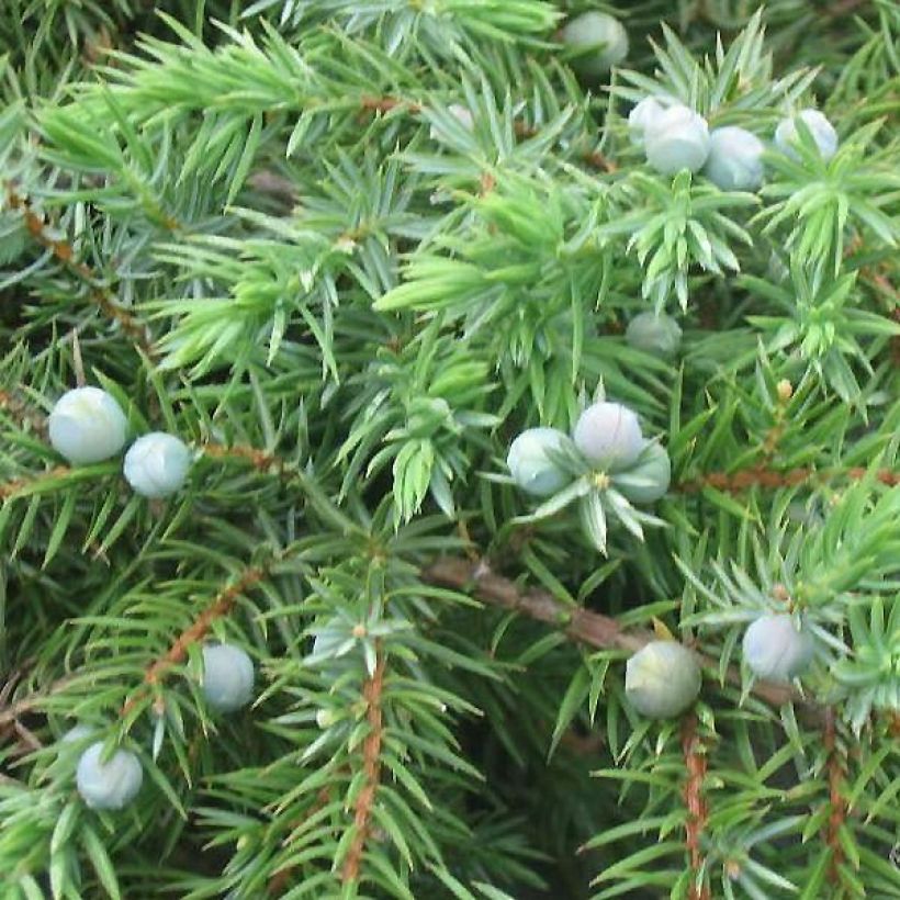 Juniperus conferta Schlager (Folhagem)