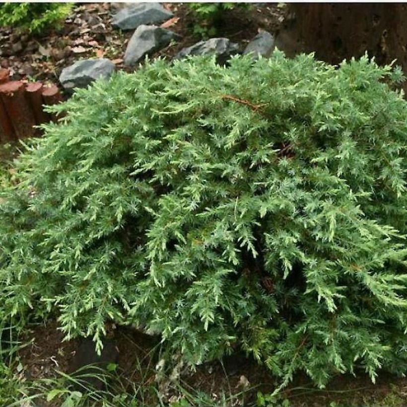 Juniperus conferta Schlager (Hábito)