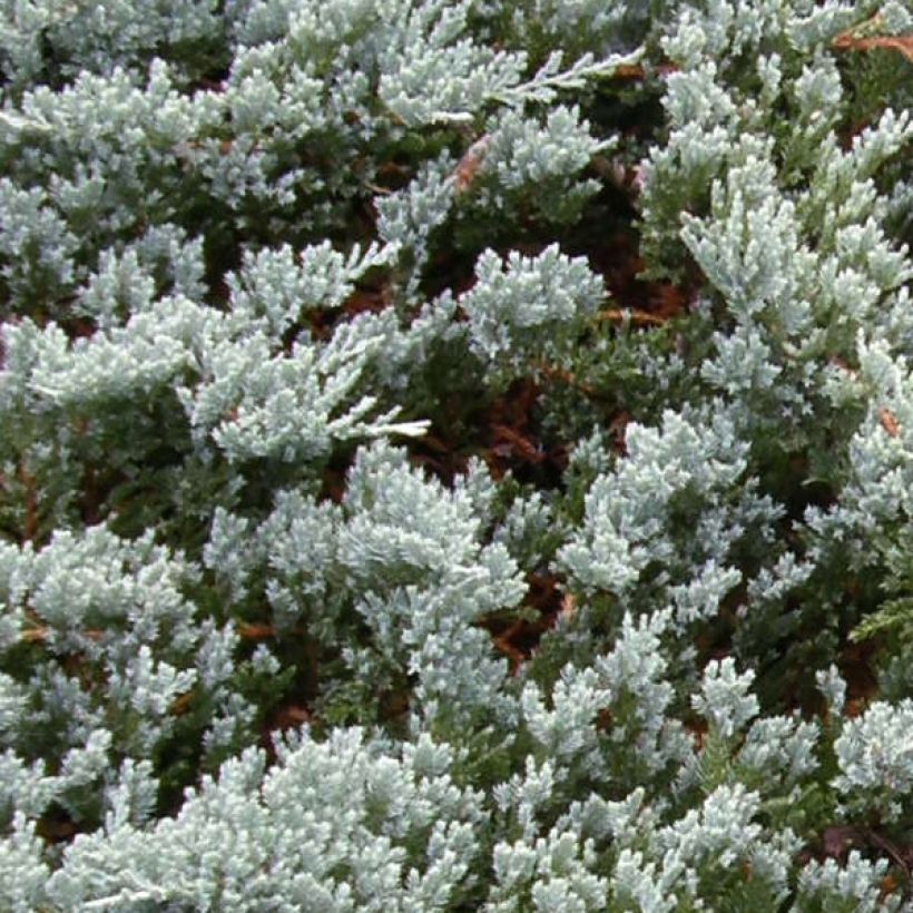 Juniperus horizontalis Blue Chip (Folhagem)