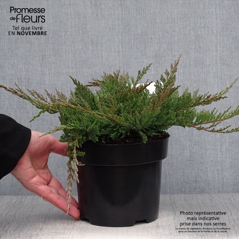 Amostra de Juniperus horizontalis Blue Chip Vaso de 2 L/3 L, Haste alta tal como entregue no outono