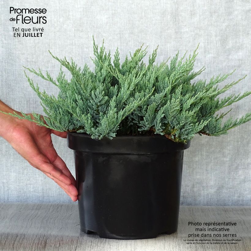 Amostra de Juniperus horizontalis Blue Chip Vaso de 7,5 L/10 L, Haste alta tal como entregue no verão