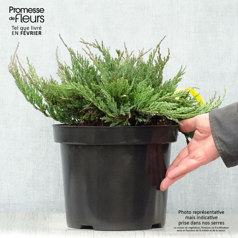 Amostra de Juniperus horizontalis Blue Chip - Genévrier rampant               Vaso de 7,5 L/10 L tal como entregue no inverno