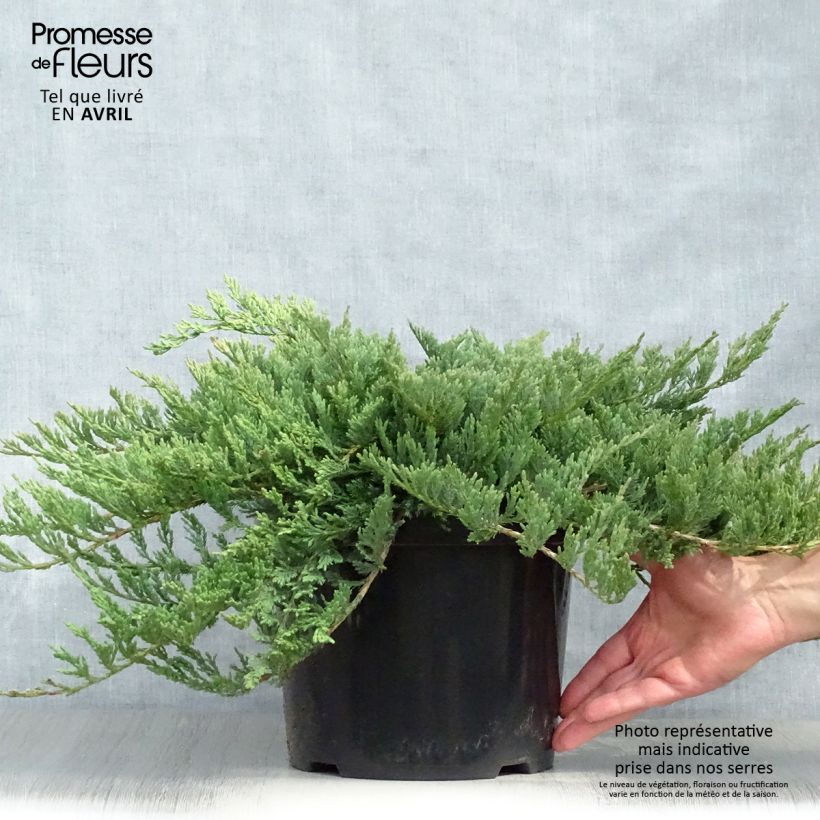 Amostra de Juniperus horizontalis Blue Chip Vaso de 7,5 L/10 L, Haste alta tal como entregue na primavera