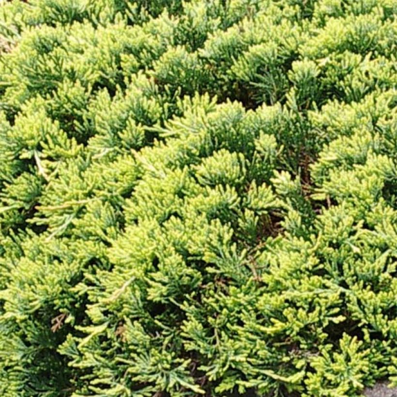 Juniperus horizontalis Golden Carpet (Folhagem)