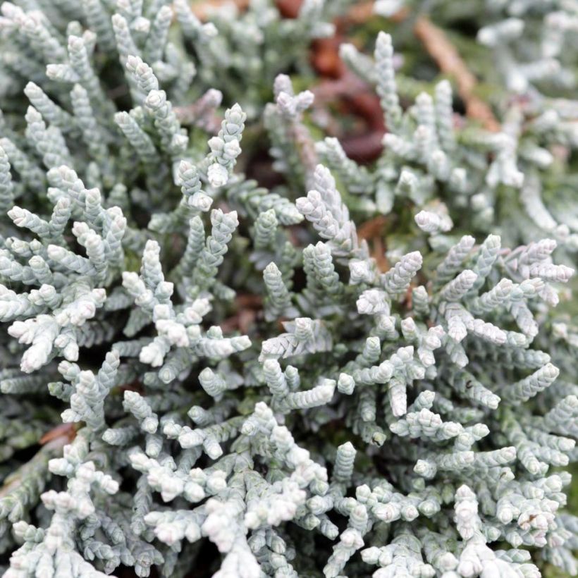 Juniperus horizontalis Icee Blue (Folhagem)