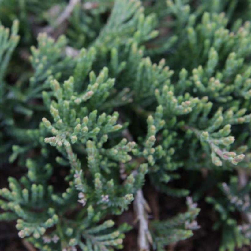 Juniperus horizontalis Prostrata (Folhagem)