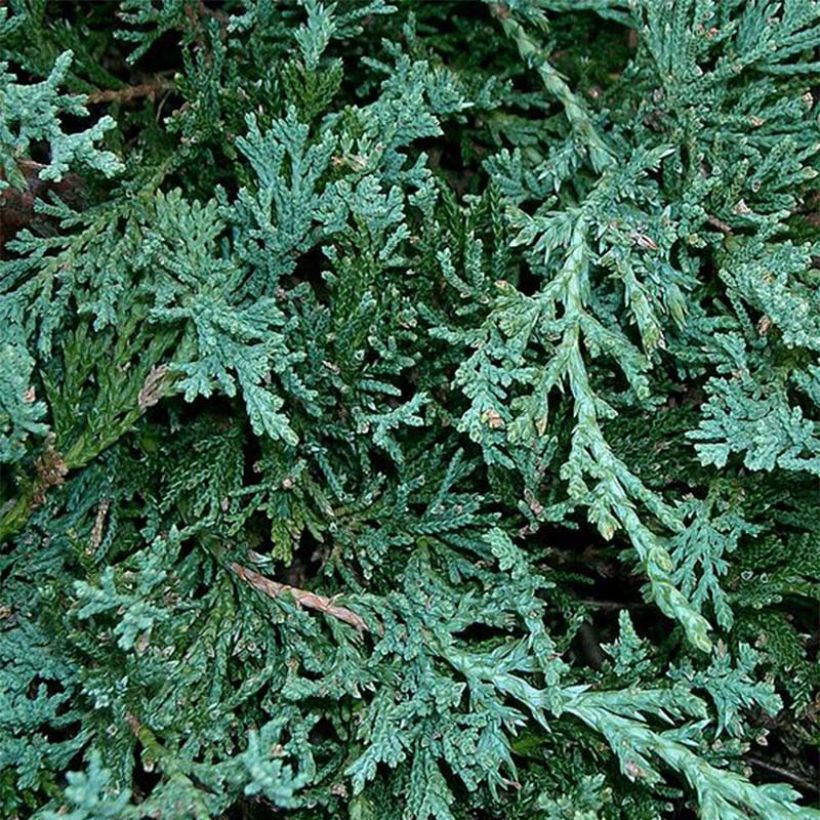 Juniperus horizontalis Wiltonii (Folhagem)