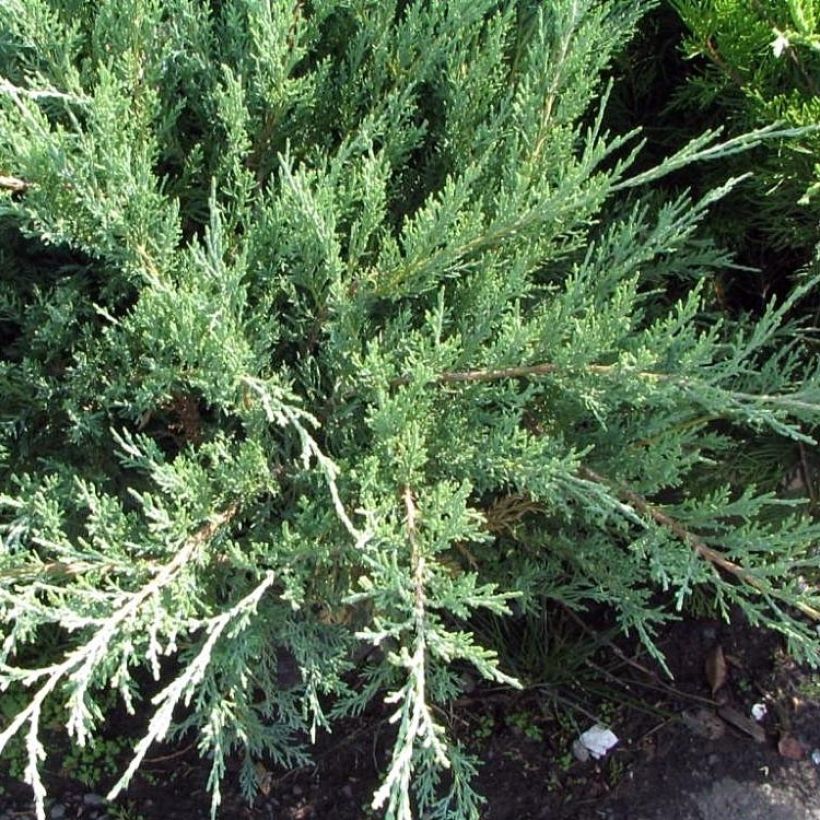 Juniperus × media Hetzii (Hábito)