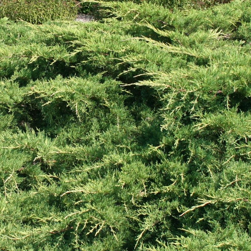 Juniperus media Pfitzeriana (Folhagem)
