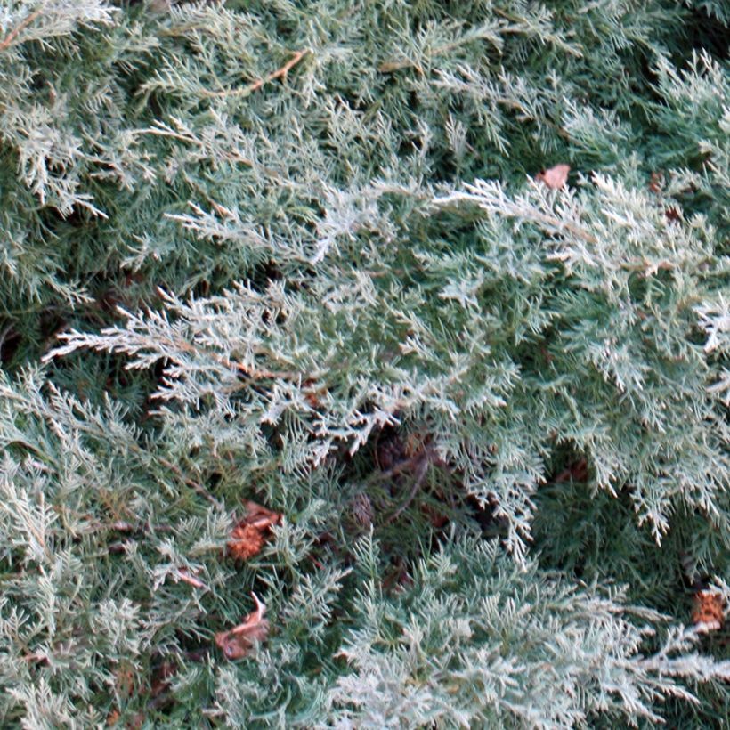 Juniperus pfitzeriana Glauca (Folhagem)