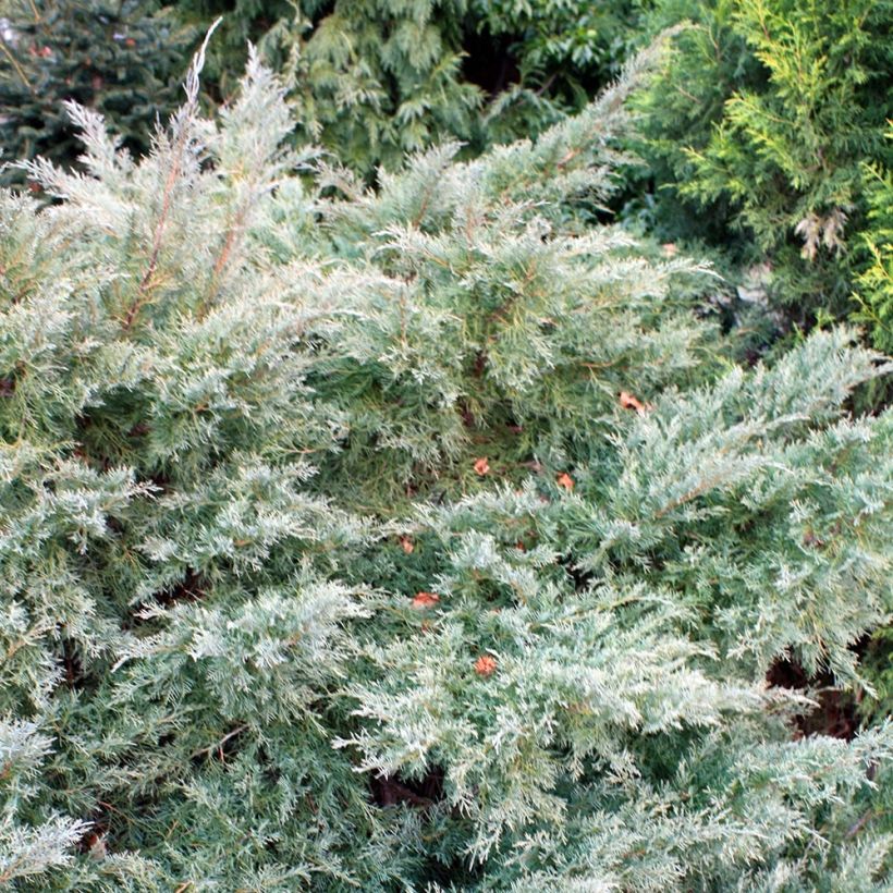 Juniperus pfitzeriana Glauca (Hábito)