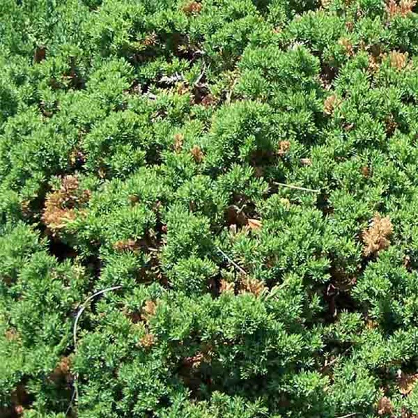 Juniperus procumbens Nana (Folhagem)