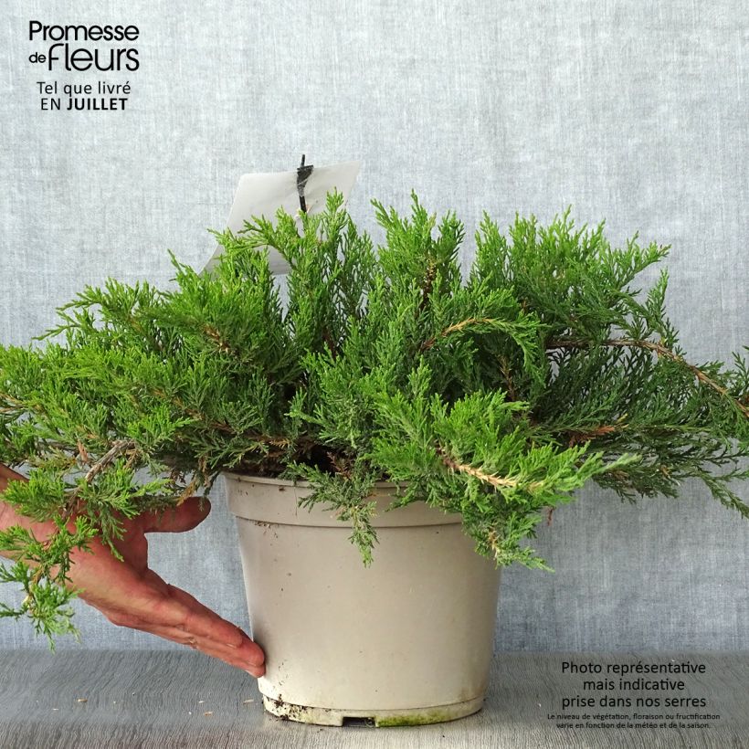 Amostra de Juniperus sabina Rockery Gem - Genévrier sabine                   Vaso de 4 L/5 L tal como entregue no verão