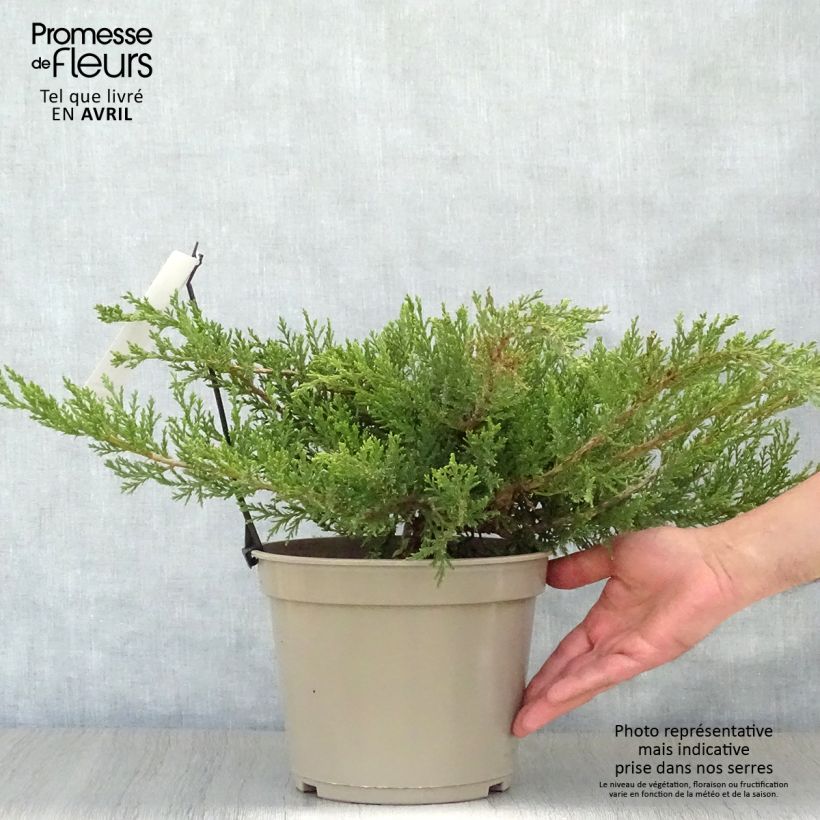 Amostra de Juniperus sabina Rockery Gem - Genévrier sabine                   Vaso de 4 L/5 L tal como entregue na primavera