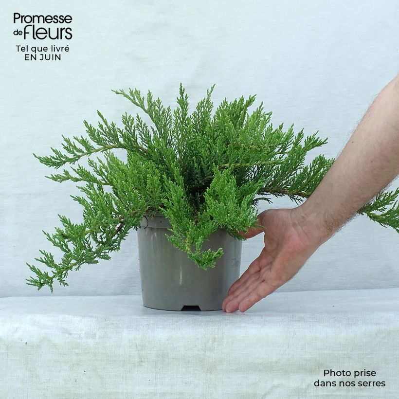 Amostra de Juniperus sabina Tamariscifolia Vaso de 2 L/3 L tal como entregue no verão