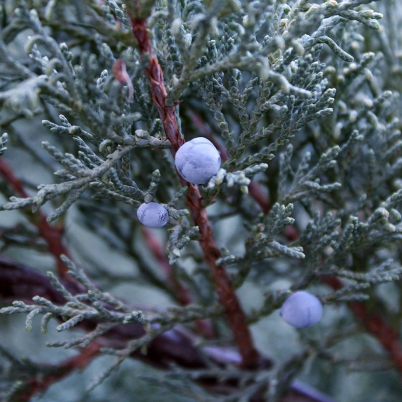 Juniperus scopulorum Moonglow (Colheita)