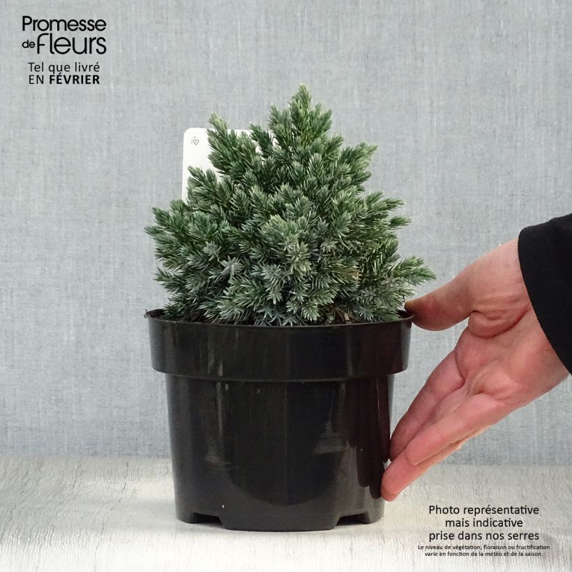 Amostra de Juniperus squamata Blue Star - Genévrier écailleux Vaso de 2 L/3 L tal como entregue no inverno